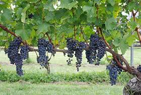 マルス山梨ワイナリー